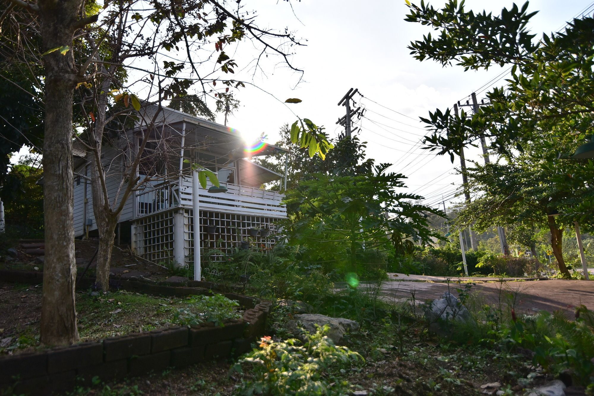 Bambusa Nakhon Ratchasima Bagian luar foto